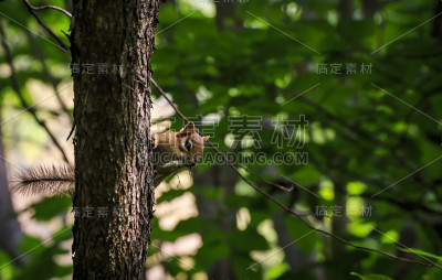 加拿大的小松鼠。