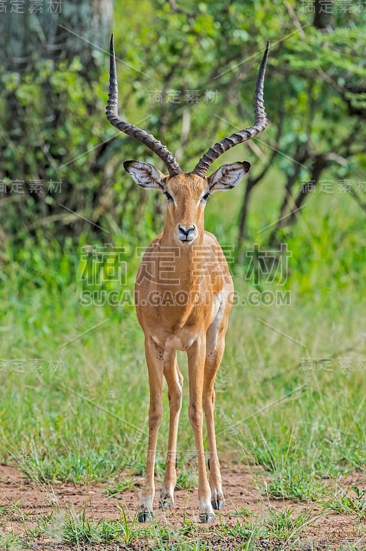 黑斑羚(Aepyceros melampus)是一种生活在塞伦盖蒂国家公园的中型羚羊