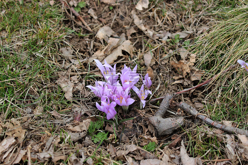 3月和4月春天开花的野生鳄鱼