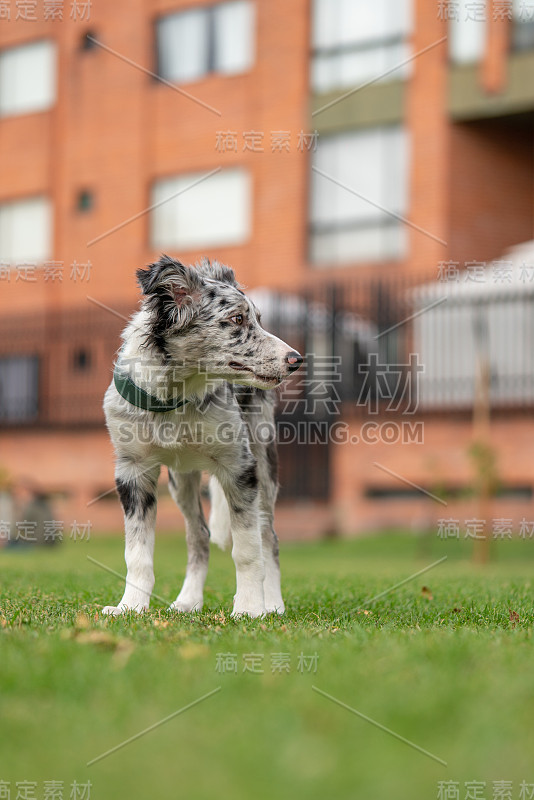 小狗边境牧羊犬梅尔