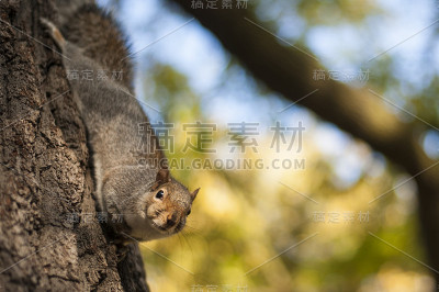 伦敦海德公园里美丽可爱的松鼠在夕阳下走在树枝上