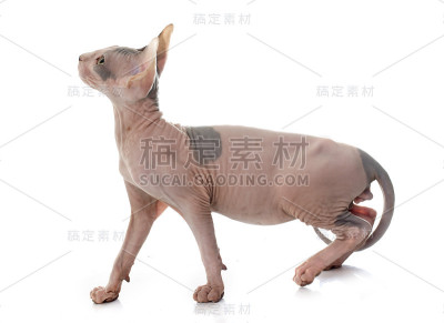 Sphynx无毛猫
