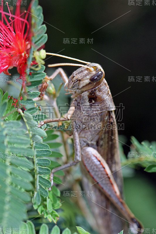 棕色的蚱蜢,acrididae