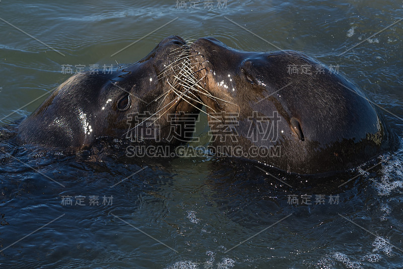 虎头海狮鼻子对着鼻子游泳