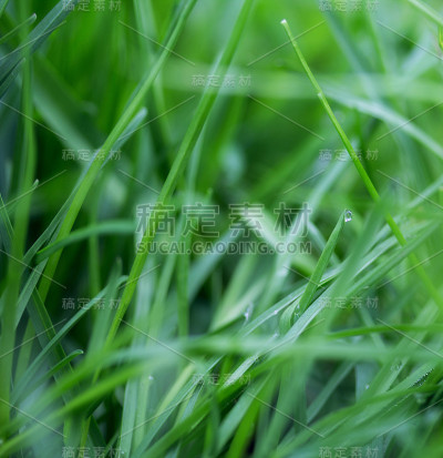 明亮的绿草