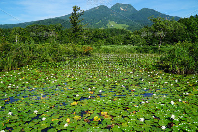夏日的imori池塘