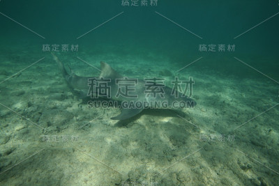 不同种类的柠檬