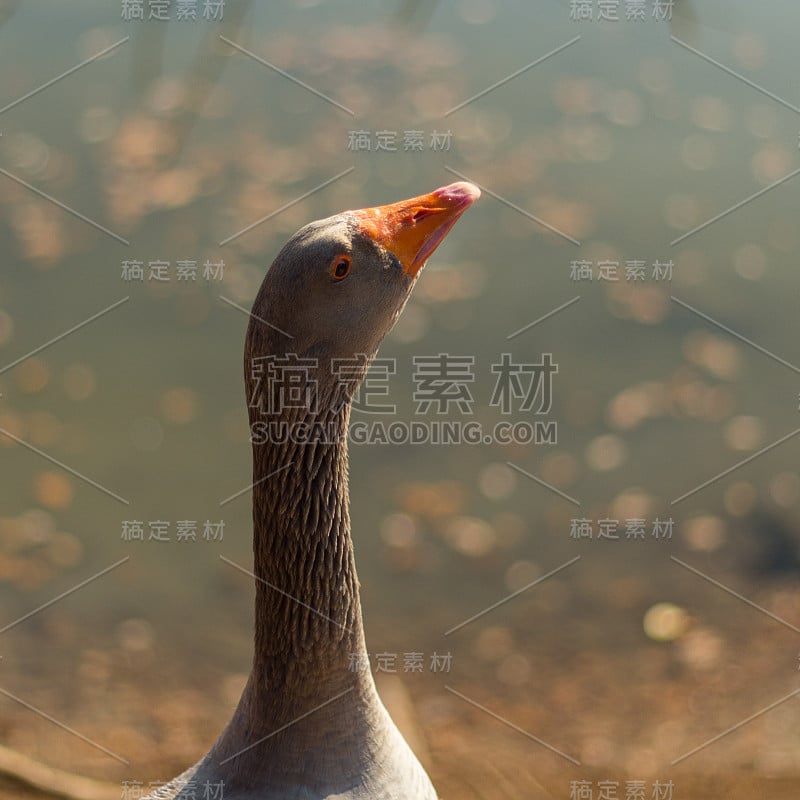 秋天池塘上的大灰鹅