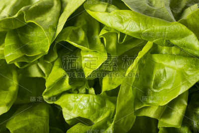 生绿色有机波士顿黄油生菜