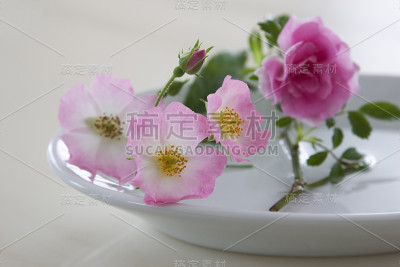 玫瑰花朵