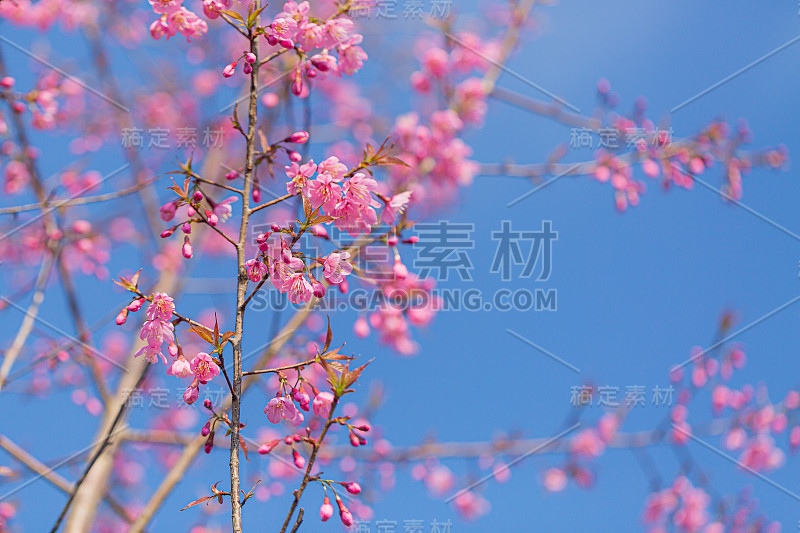 美丽的野生喜马拉雅樱花(樱)，盛开的粉红色樱，亚洲，喜马拉雅山，山脉，山脉，泰国