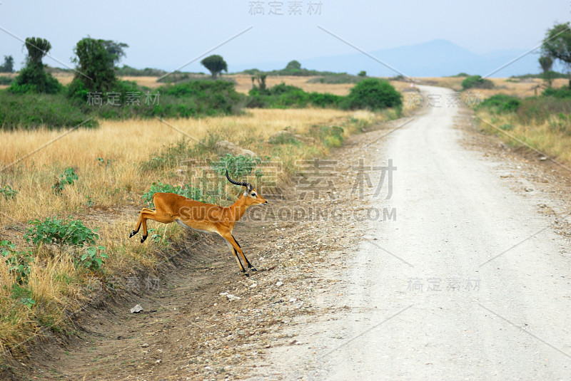 非洲的道路