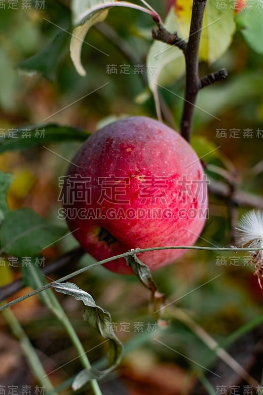 成熟多汁的苹果，液体，红色和粉红色饱和的颜色，挂在树枝上，在露天，准备收获在秋天的花园