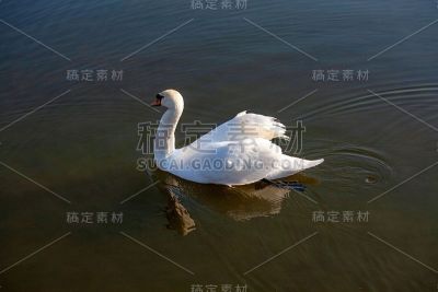 白天鹅的侧面