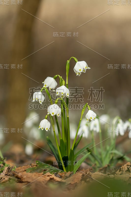 春季雪花，石蒜科多年生球茎开花植物，单朵白色花，花被片顶端有黄色或绿色标记。天门冬、石蒜科、石蒜科