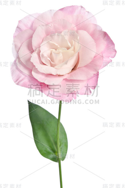 美丽eustoma花