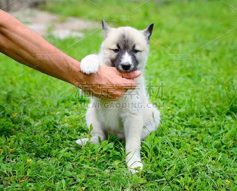 一只漂亮的西伯利亚莱卡犬调皮地咬着他的手