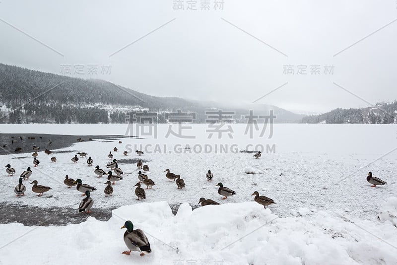 冰冻的湖面上的野鸭