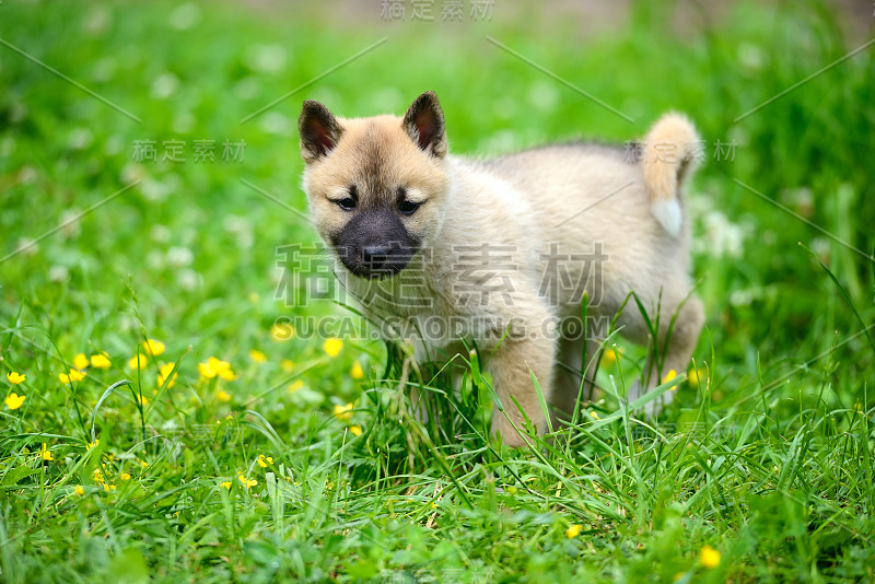 草地上一只美丽的西伯利亚莱卡犬