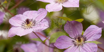 精致奇妙的铁线莲丁香花