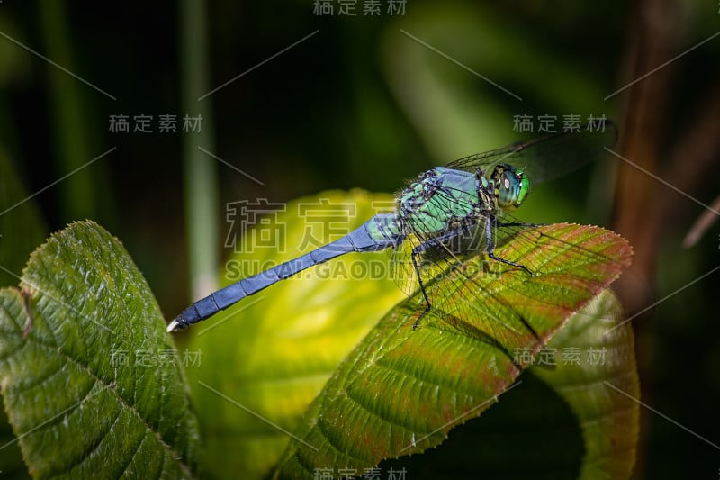 蜻蜓在湖岸摆姿势