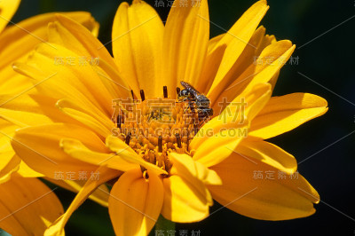 蜜蜂在花上采集花蜜。蜜蜂在黄色的雏菊上