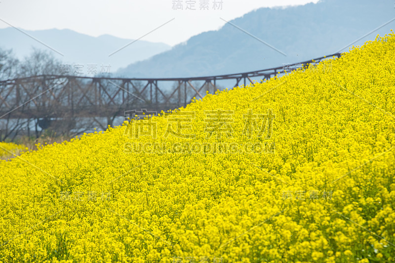 矮花田(日本爱媛县小津市)