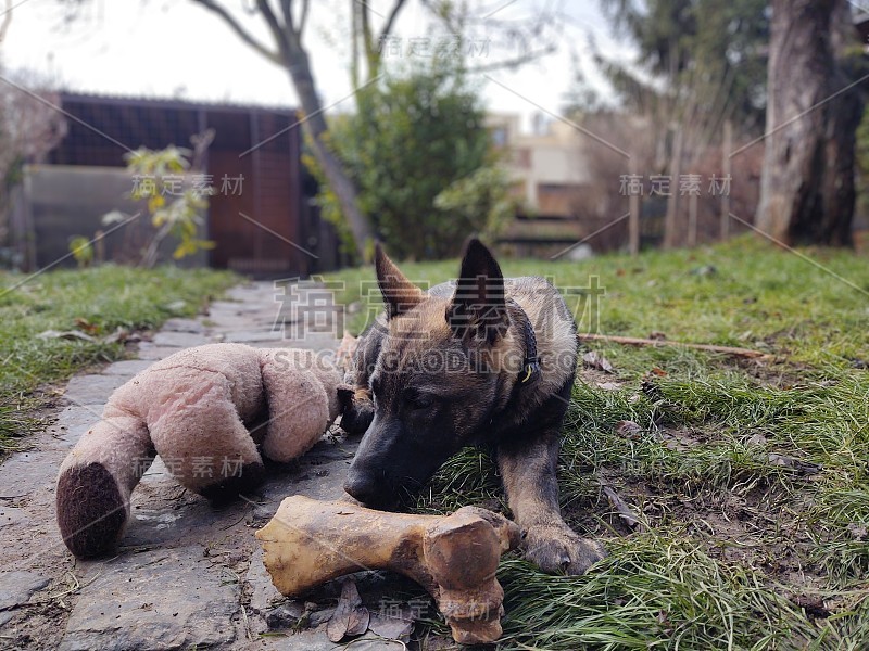 德国牧羊犬幼小的幼犬吃骨头、肉或颗粒。