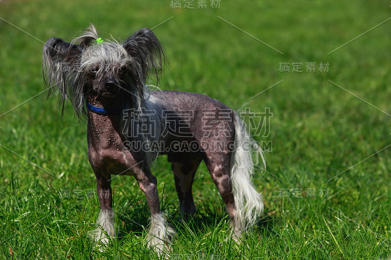 犬种中国冠毛犬