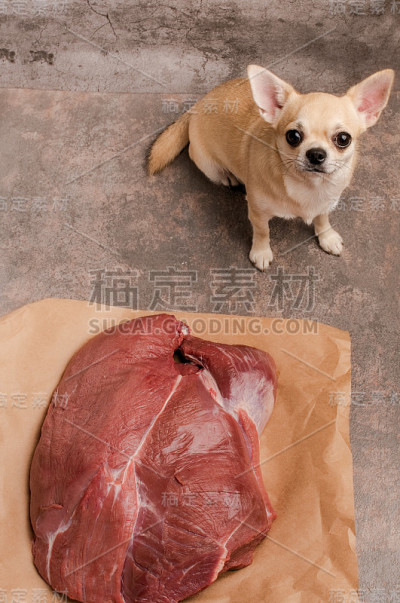 有趣的吉娃娃狗想偷一大块肉