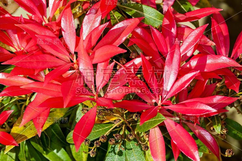 Pieris Japonica“森林之火”