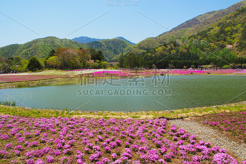 芝樱于2014年5月位于本须子湖