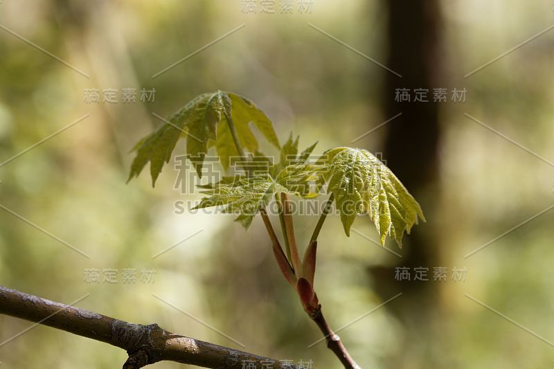 美国俄勒冈州一种槭树的春叶，大枫