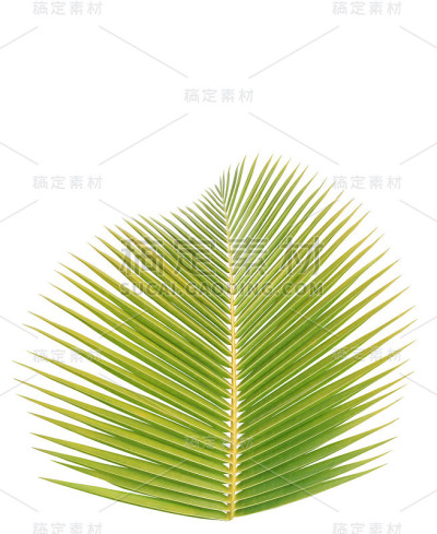 椰子树叶