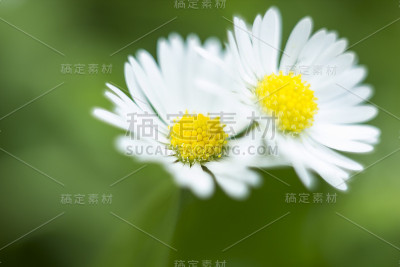 一对小白田花多年生百合。雏菊花的选择焦点