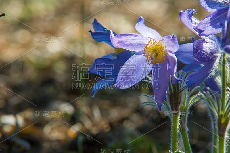 白头翁，白头翁。白头翁花(白头翁)在草地上。朝鲜白头翁。