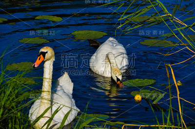 湖上的两只天鹅