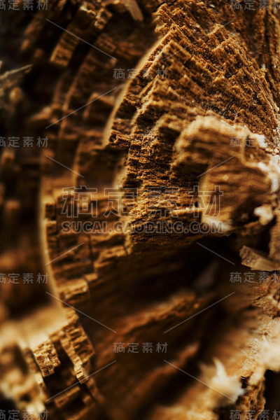 have broken tree