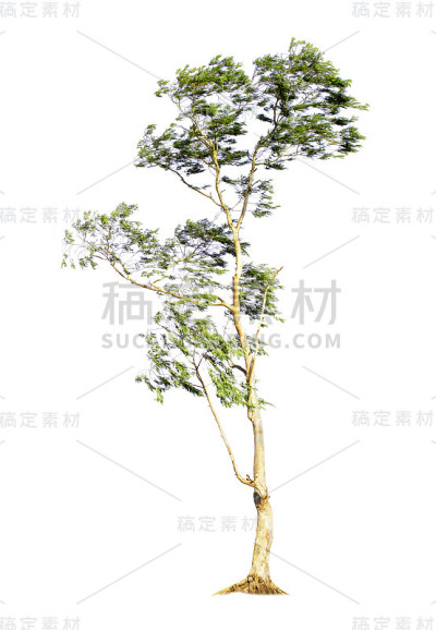 桉树孤立在白色背景