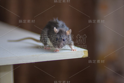 白色桌子上的灰色袋子。老鼠是灰色的