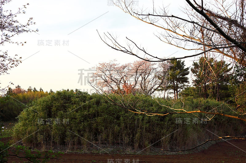 樱花，樱花树，独立水，