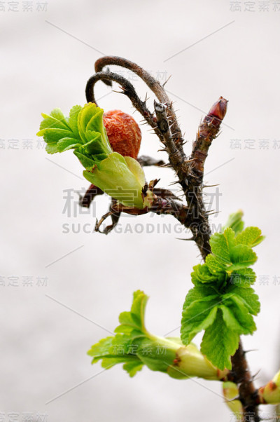 春天的沙滩玫瑰