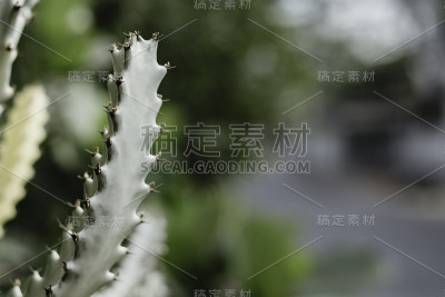 关闭了仙人掌