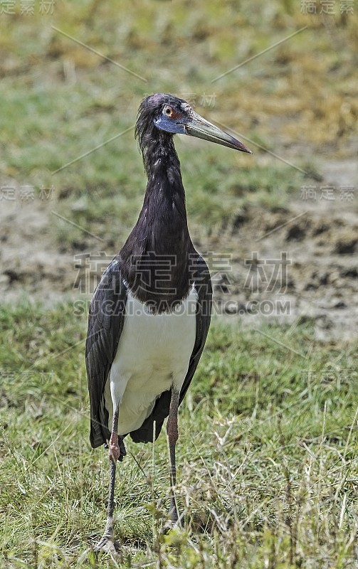 Abdim's stork (Ciconia abdimii)，也被称为白腹鹳，是一种黑色的鹳，灰色