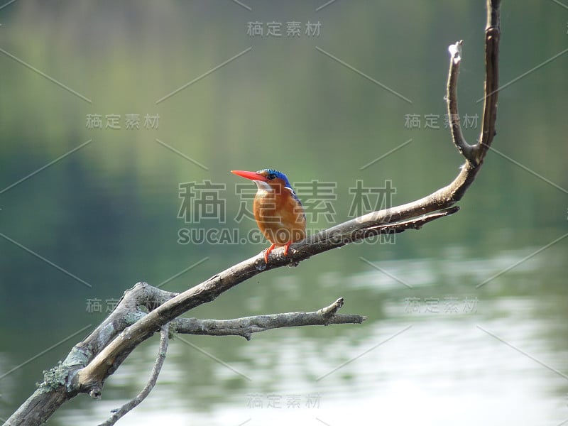 一只小鸟栖息在尼罗河的一根小树枝上