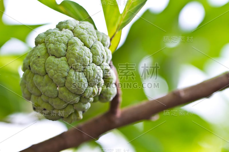 奶油苹果