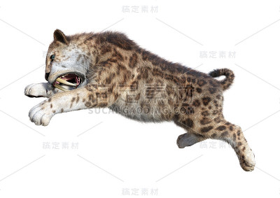 3D渲染剑齿虎在白色