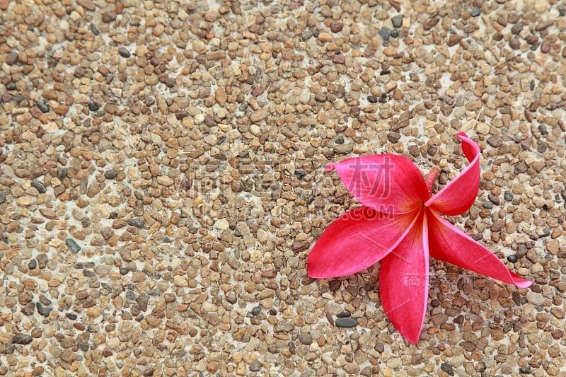 粉鸡蛋花在砾石洗地板的背景。