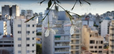茉莉花和布宜诺斯艾利斯城市的鸟瞰图