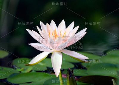 粉红色睡莲的栖息地